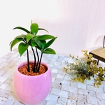 幸せを呼ぶ『梛の木』  ピンク陶器鉢でのお届け♪ 観葉植物 ハイドロカルチャー インテリア(No.355)