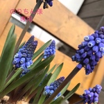 カフェエプロン