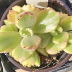 熊童子錦　多肉植物