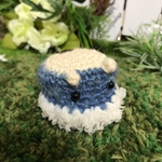 星ツムリ　冬のウミウシ属
