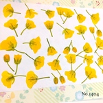 ♡new♡作家様必見♡ ♡可愛い菜の花の押し花セット♡