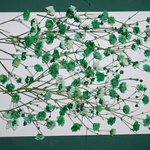 押し花商品【かすみ草】