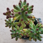 多肉植物❤乙女心❤群生❤抜き苗