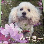 オーダーメイド　ハンドタオル　マイクロファイバー　20cm×20cm