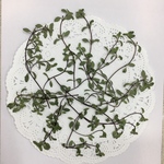  NO.395N 再販❗️グリーピングタイム🌱／押し花素材