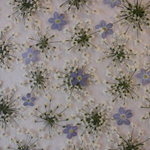 押し花 素材 レースフラワー　💐