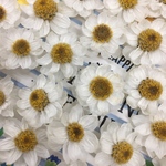 D-7 ラスト9❣️花かんざし／ドライフラワー