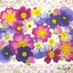 ♡new♡  ♡可愛い押し花セット♡ ♡使いやすい少量の押し花セット♡