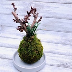 日本の心の樹『苔玉桜』陶器受け皿付き(No.253)