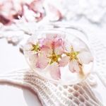 春を告げる桜のブローチ  cherry blossom 