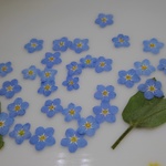 🌼再販🌼押し花素材🌼ワスレナグサ
