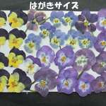 押し花　素材　花いろいろ(ビオラ) (２８枚) ５８０