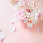 受注：直径10ｃｍ『桜の花冠・チョーカー』犬　猫　お花見　ホワイトデー　ブライダル　お誕生日　フォト　撮影　　ギフト　首輪　　クラウン
