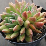 多肉植物　”ファンタジアキャロル”