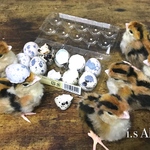 うずらのヒナ(2体セット)
