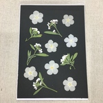  NO.399 白いアリッサムとフロックス／押し花素材