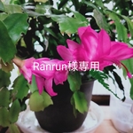 Ranrun様専用