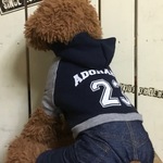 犬服ダックスSサイズ　デニムパンツ付きアメカジトレーナー