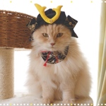 送料無料☆彡かぶと兜カブト端午の節句～猫のかぶりもの