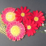 〈押し花〉ピンク・赤のガーベラとかすみ草④