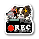 パピヨン 犬 ドラレコステッカー