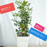 今だけ500円引き！送料無料　お手頃シルクジャスミン♡観葉植物