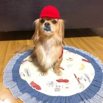 犬の帽子 紅白帽 赤組帽子