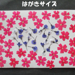 押し花　素材　花いろいろ (５７枚) ５８７
