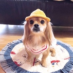 犬の帽子 園児帽 黄色い帽子 犬の被り物