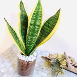 空気浄化plants サンスベリア『ローレンチ』多肉植物 サボテン 観葉植物 インテリア(No.276)