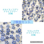 忘れな草とオオイヌノフグリ のドライフラワー２種セット