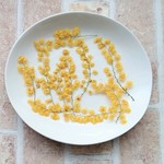 押し花素材　ミモザ③