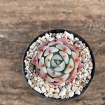 多肉植物　韓国苗♡七福美尼×ミニマ♡No.5