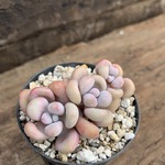 多肉植物　韓国苗　アメチスチヌム♡