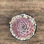 多肉植物　韓国苗♡シャルロットローズ♡