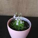 ウサギゴケ♡食中植物♡観葉植物♡ポットごと♡