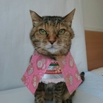 春の桜着物