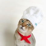 ねこシェフ🍴セット