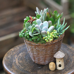 バスケット風陶器の多肉植物寄せ植え
