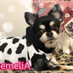 【イタグレ用】※数量限定※犬服🐕超可愛い🥺💓牛ちゃんなりきりドッグウエア🐮❤️