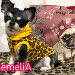【イタグレ用】犬服🐕超珍しくて超可愛い🥺❤️キリンちゃんなりきりドッグウエア🐮❤️