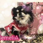 【SALE】ダックス用犬服🐕春にぴったり❤️イチゴちゃん柄ドッグウエア🍓