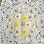 押し花素材　No437　ライトイエローのセット　イングリッシュデイジー　ビオラ　レースフラワー　スターチス　タバリア