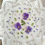 押し花素材　No443　ビオラ　レースフラワー　スターチス　かすみ草　タバリアのセット