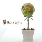 [ウェルカム・トピアリー] 花手毬 -la nature-