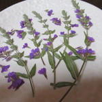 押し花素材　ミソハギ