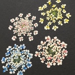 押し花211 レースフラワー着色
