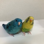 ※専用ページです※chuichiru様のセキセイインコちゃんとサザナミインコちゃんです。羊毛フェルト