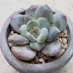 多肉植物❤レア❤クリーム大福❤カット苗