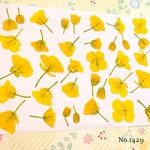 ♡new♡作家様必見♡ ♡可愛い菜の花の押し花セット♡
